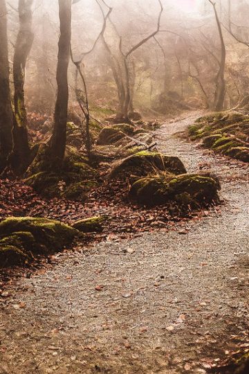 AI Rebirth: Turning Digital Footprints Into Living Legacies