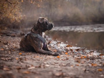 They surrendered their pets that turned aggressive, then they got sued for thousands of dollars by a dog rescue group