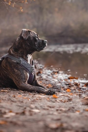 They surrendered their pets that turned aggressive, then they got sued for thousands of dollars by a dog rescue group