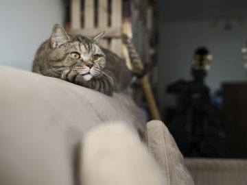 This Page Shares Its Funniest Cat Memes, And Here Are 85 Of The Best Ones