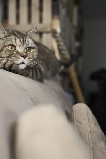 This Page Shares Its Funniest Cat Memes, And Here Are 85 Of The Best Ones