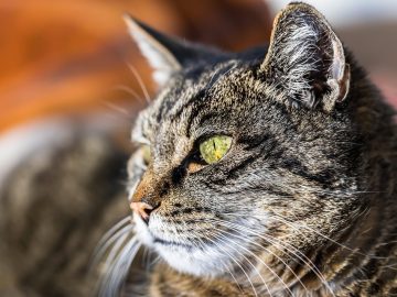 50 Random, Funny Memes You Might Want To Share With Your Friends