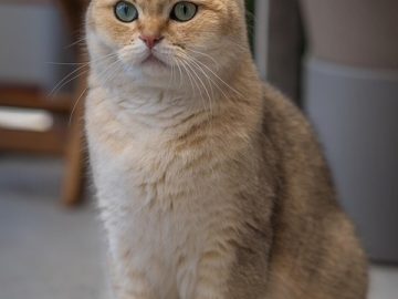 81 Chucklesome Cat Memes That Combine The Two Things…