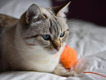 93 Memes For Those Who Love British Humor