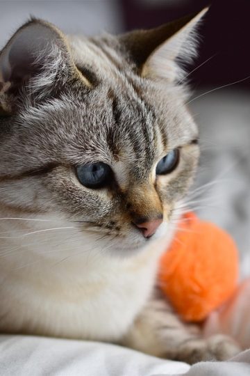 93 Memes For Those Who Love British Humor