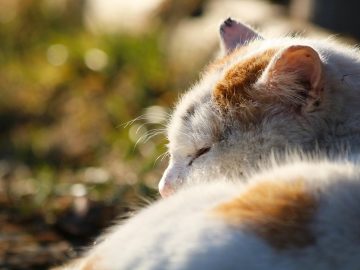 If You Love Chaotic Cat Humor, These 51 Poorly Made Cat Memes Might Be For You