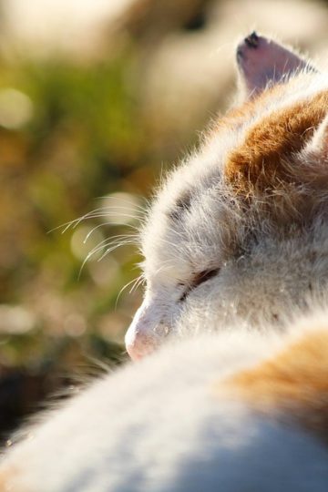 If You Love Chaotic Cat Humor, These 51 Poorly Made Cat Memes Might Be For You