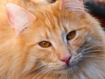 If You Love Chaotic Cat Humor, These 51 Poorly Made…