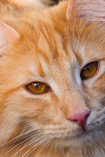 If You Love Chaotic Cat Humor, These 51 Poorly Made…