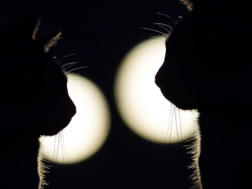 81 Chucklesome Cat Memes That Combine The Two Things The Internet Loves The Most