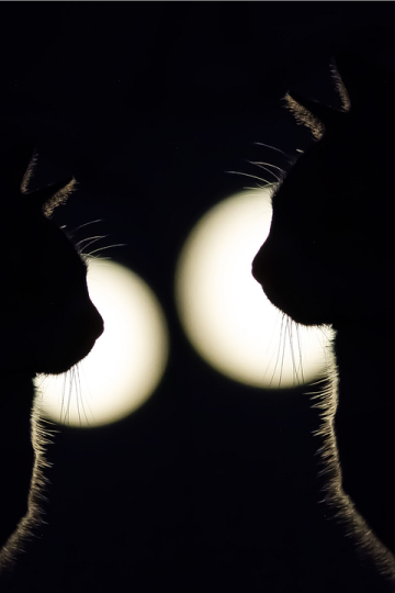 81 Chucklesome Cat Memes That Combine The Two Things The Internet Loves The Most