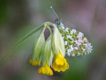 Anthropic’s Stand, Oura’s New Model for Women’s Health, New AI Agent from Perplexity & OpenAI Hits a Landmark, Plus Upcoming Earnings, Events