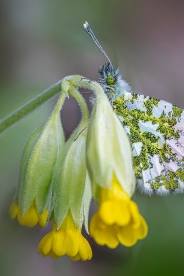 Anthropic’s Stand, Oura’s New Model for Women’s Health, New AI Agent from Perplexity & OpenAI Hits a Landmark, Plus Upcoming Earnings, Events