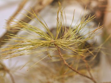 California AI education guidelines coincide with 4th grade scandal