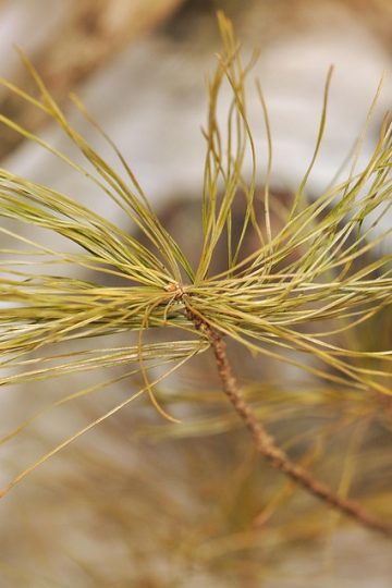 California AI education guidelines coincide with 4th grade scandal