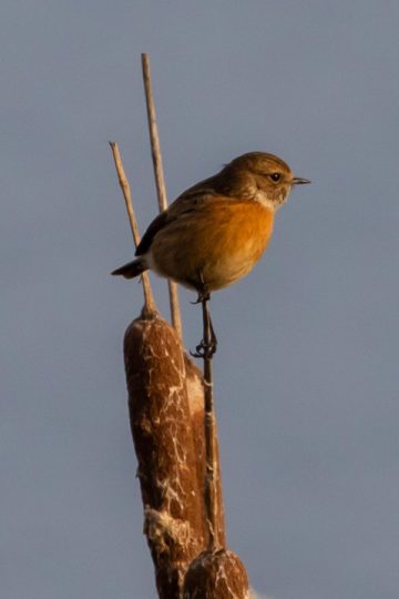 Verify550 Announces Integration with Salesforce to Strengthen