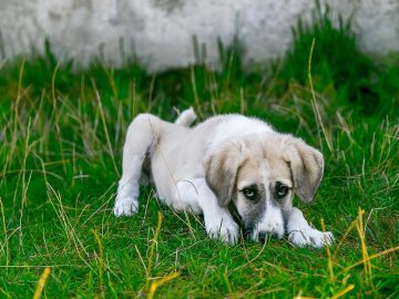 Every Adorable Moment Between Alex Drummond’s Dog and New Baby