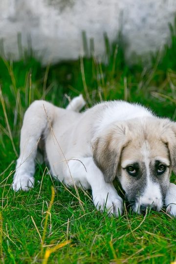 Every Adorable Moment Between Alex Drummond’s Dog and New Baby