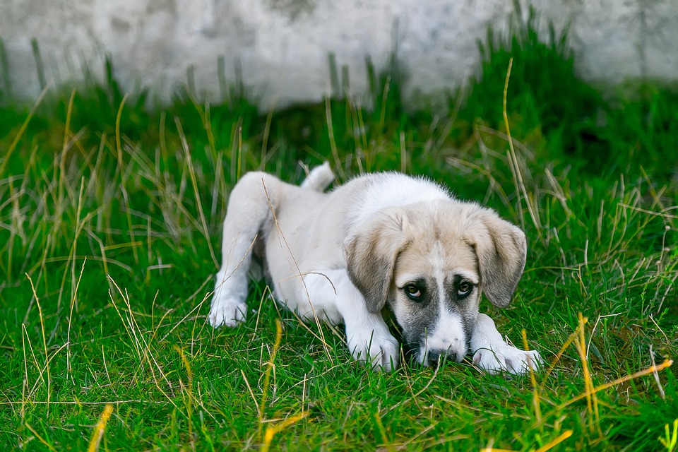 Every Adorable Moment Between Alex Drummond’s Dog and New Baby