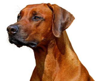 Fun Dog Show returns as a highlight at Marbury Merry Days Fun Dog Show returns as a highlight at Marbury Merry Days