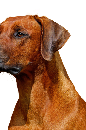 Fun Dog Show returns as a highlight at Marbury Merry Days