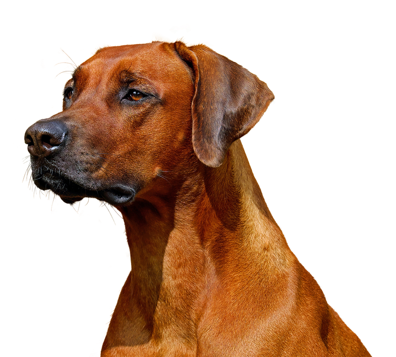 Fun Dog Show returns as a highlight at Marbury Merry Days