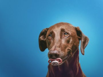 Dog brothers are complete opposites in these hilarious viral videos!