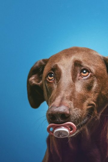 Dog brothers are complete opposites in these hilarious viral videos!