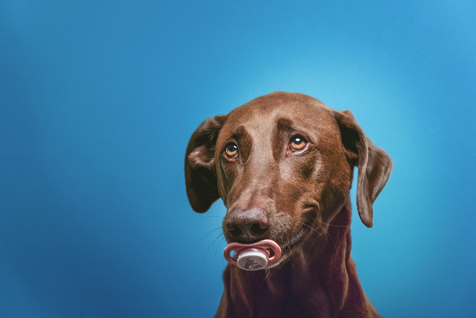 Dog brothers are complete opposites in these hilarious viral videos!