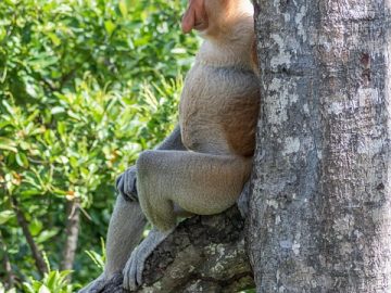 Dividend stock funds: How they make money, benefits and risks