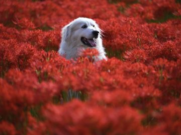 Roblox’s Grow A Garden Bizzy Bee Event returns with new seeds, pets, items and more