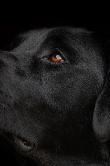 ‘Very silly’ Derek the dog survives 40ft plunge down rocky cliffs on Anglesey coast