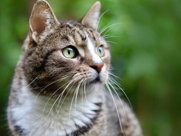 Millions of ‘pandemic pets’ are reaching midlife, but owners could miss a crucial opportunity to improve their pet’s healthspan Millions of ‘pandemic pets’ are reaching midlife, but owners could miss a crucial opportunity to improve their pet’s healthspan