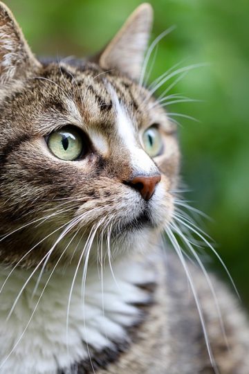 Millions of ‘pandemic pets’ are reaching midlife, but owners could miss a crucial opportunity to improve their pet’s healthspan