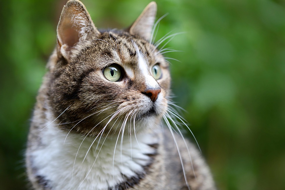 Millions of ‘pandemic pets’ are reaching midlife, but owners could miss a crucial opportunity to improve their pet’s healthspan
