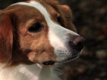 A Dog Does Something Funny In The Same Place Every Time He Takes A Walk