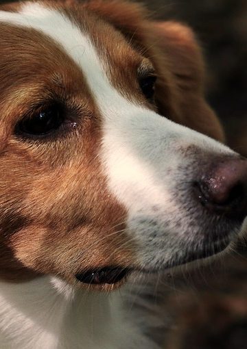 A Dog Does Something Funny In The Same Place Every Time He Takes A Walk