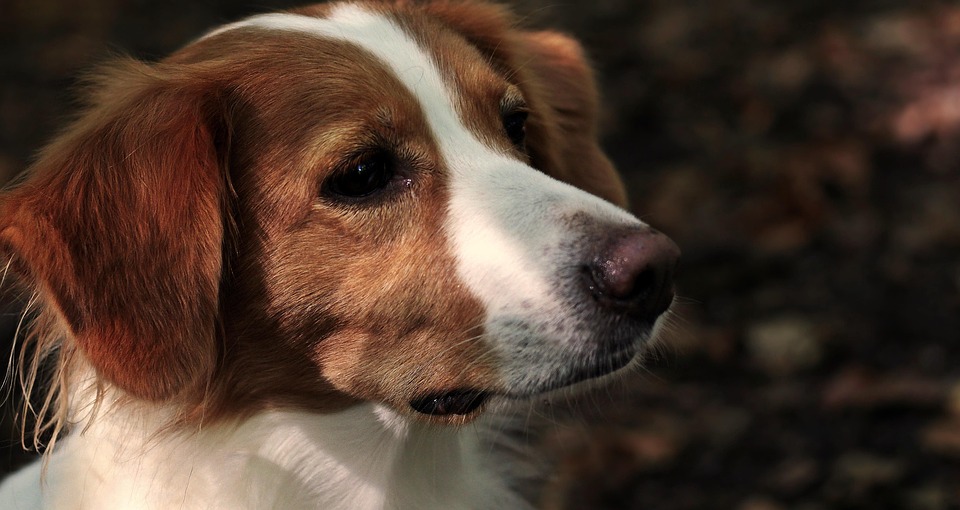 A Dog Does Something Funny In The Same Place Every Time He Takes A Walk
