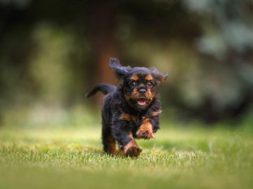 Why collars aren’t enough to keep pets safe