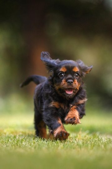 Why collars aren’t enough to keep pets safe