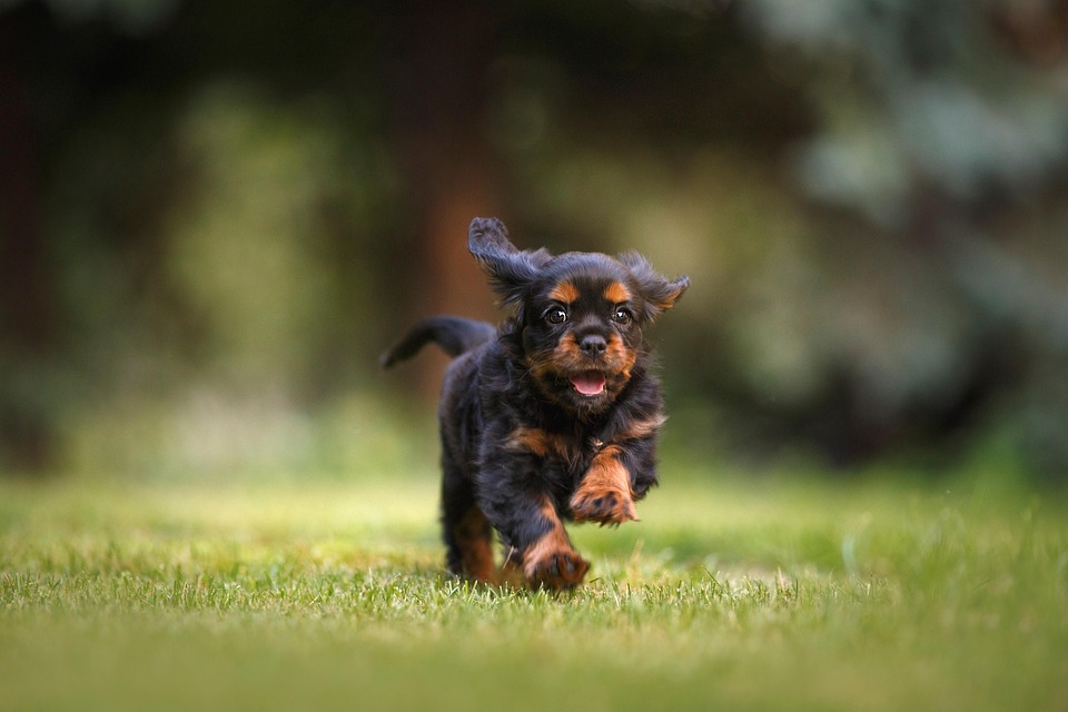 Why collars aren’t enough to keep pets safe