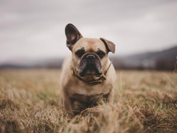 Pets Page: Bartholomew County Humane Society