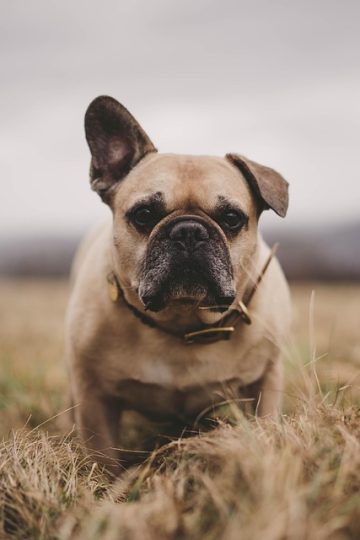 Pets Page: Bartholomew County Humane Society