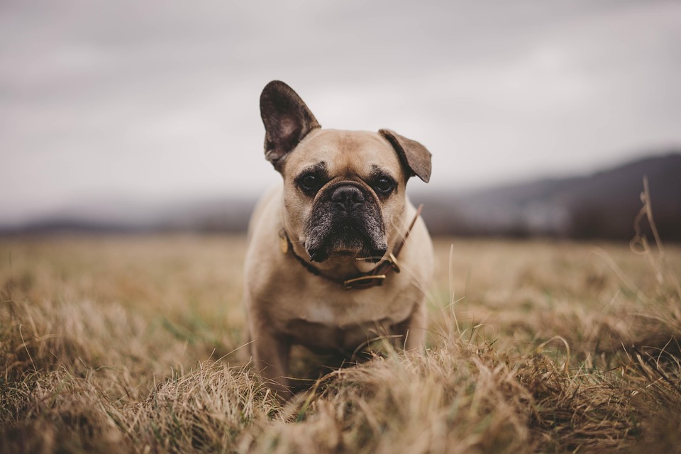 Pets Page: Bartholomew County Humane Society