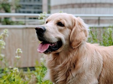 20 Of The Funniest Posts About Cats And Dogs This Week (April 25-May 1)