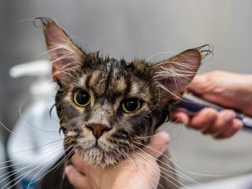 Meet Rhino and Queenie, this week’s CVAS pets of the week