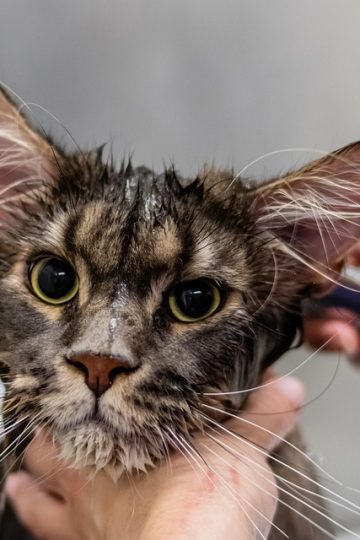 Meet Rhino and Queenie, this week’s CVAS pets of the week