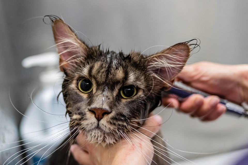 Meet Rhino and Queenie, this week’s CVAS pets of the week