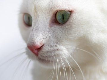 New CPD directive limits where people can bring found pets