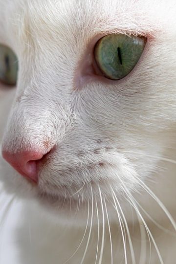New CPD directive limits where people can bring found pets